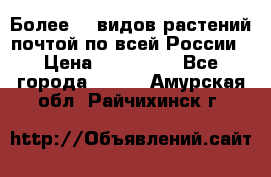 Более200 видов растений почтой по всей России › Цена ­ 100-500 - Все города  »    . Амурская обл.,Райчихинск г.